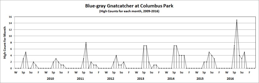 colbl-graygnatcatcher