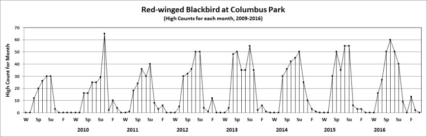 colred-wingedblackbird